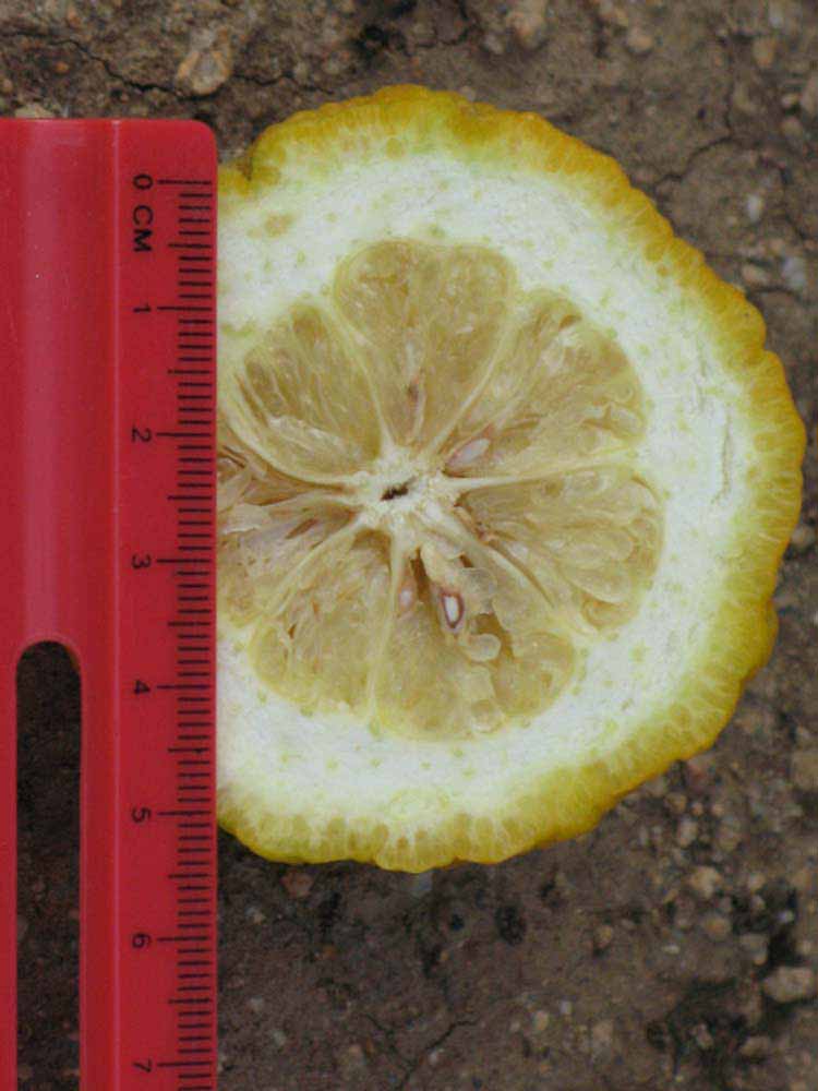               Fruit cross-section (Myrtifolia, Riverside,   CA)   